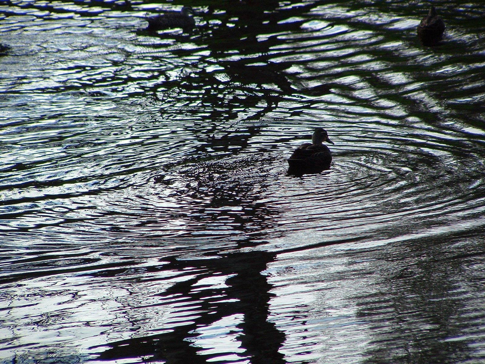 two ducks are swimming on the pond
