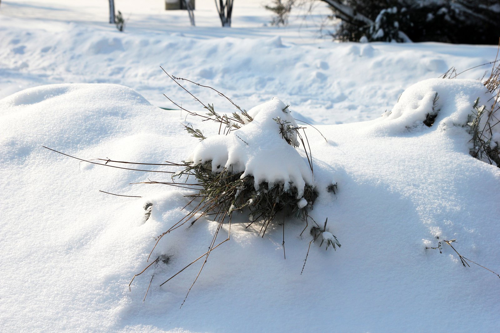 a plant on snow covered ground with trees in the background