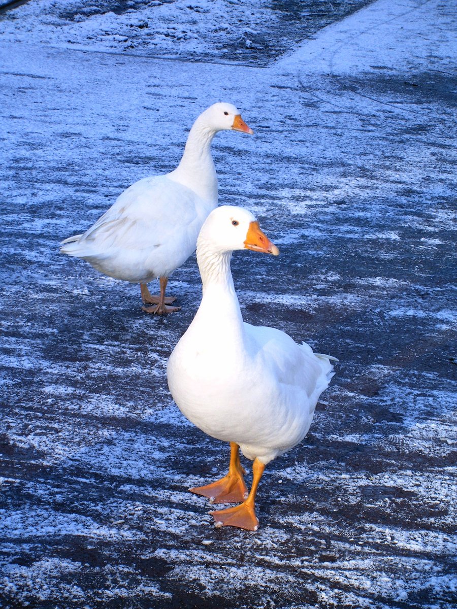 two white ducks walking down a street side by side