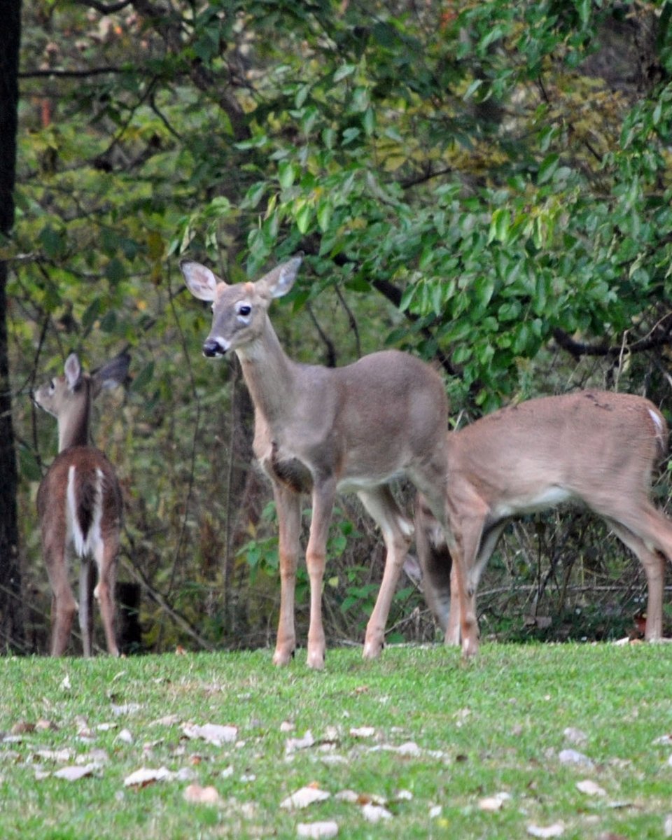 deer are standing on some green grass near some trees