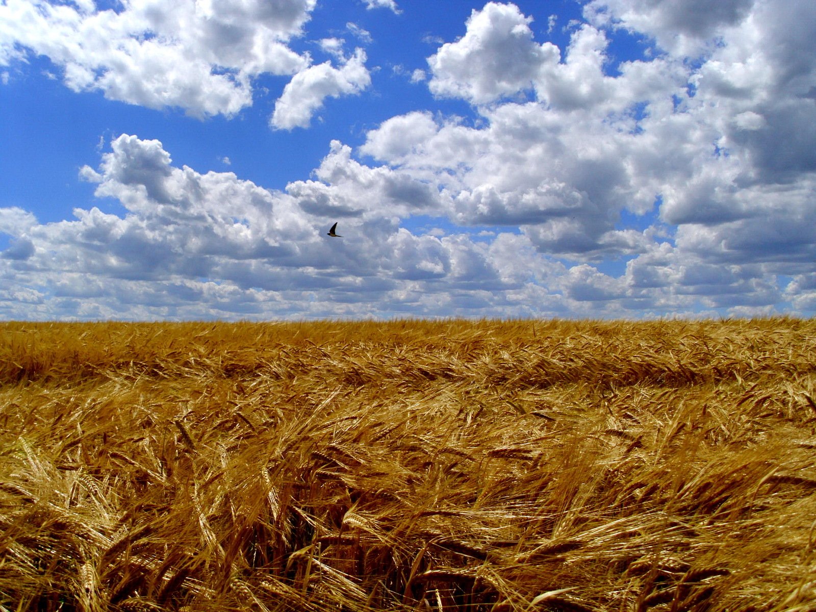 a large field with a bird flying over it