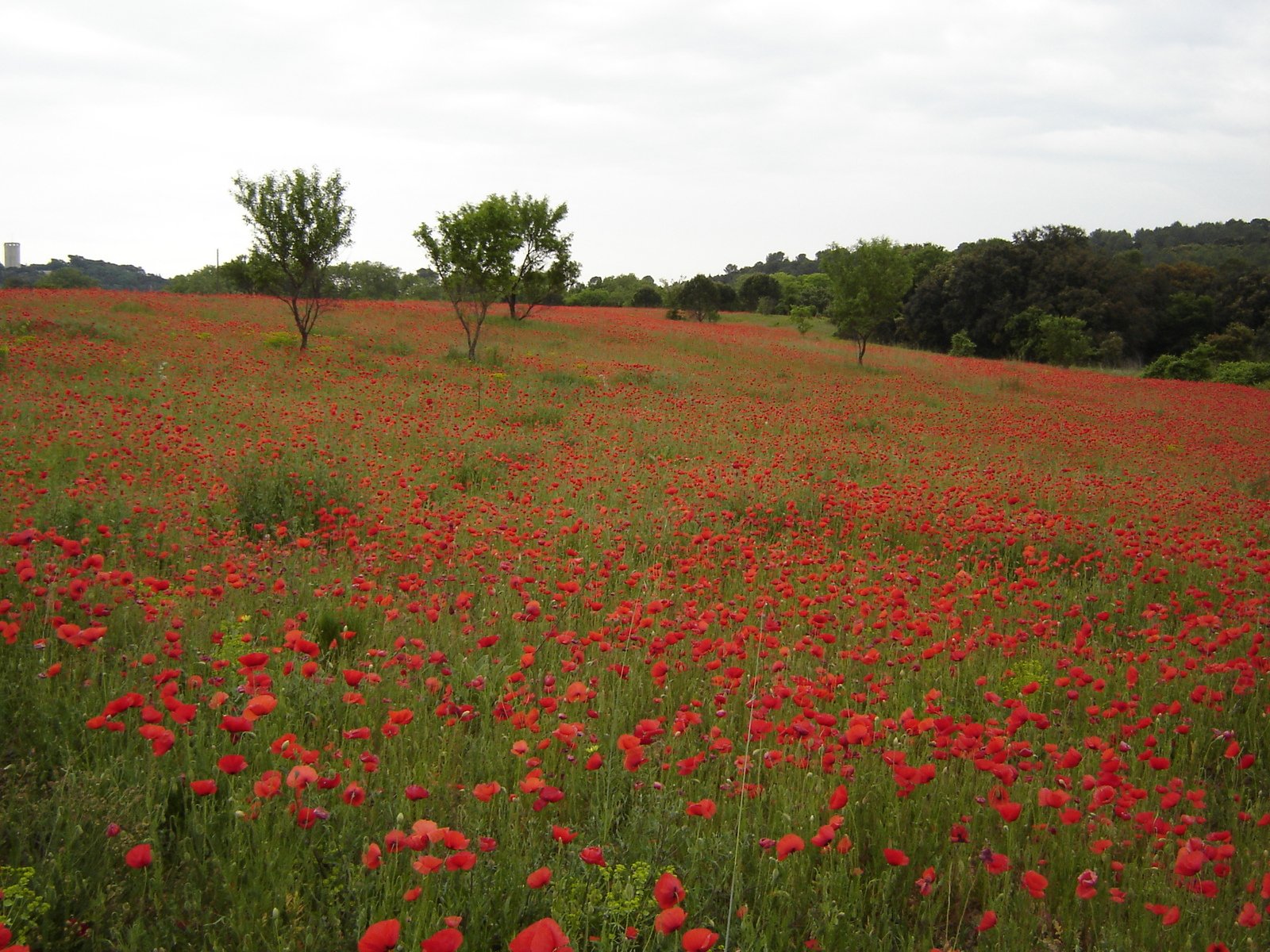 a big field full of red flowers with some trees in the background