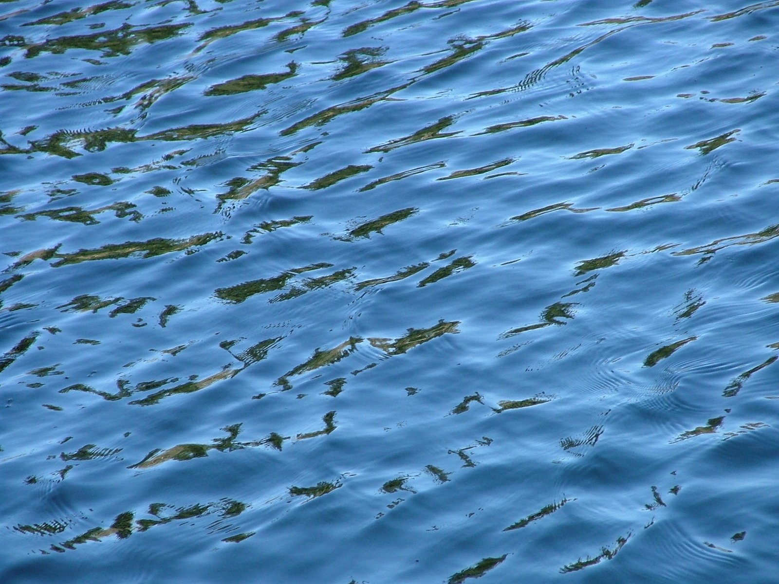 a blue water surface with several fish floating on it