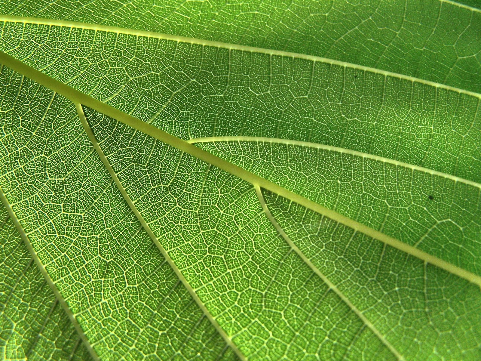 green leaf showing thin lines with tiny patterns