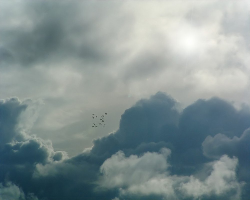 several birds flying in the air above the clouds