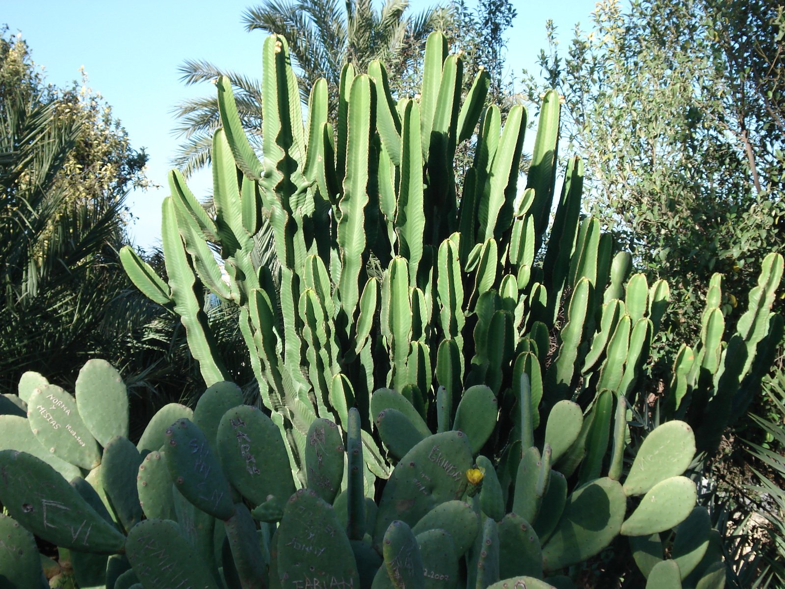 a large cactus is growing near trees