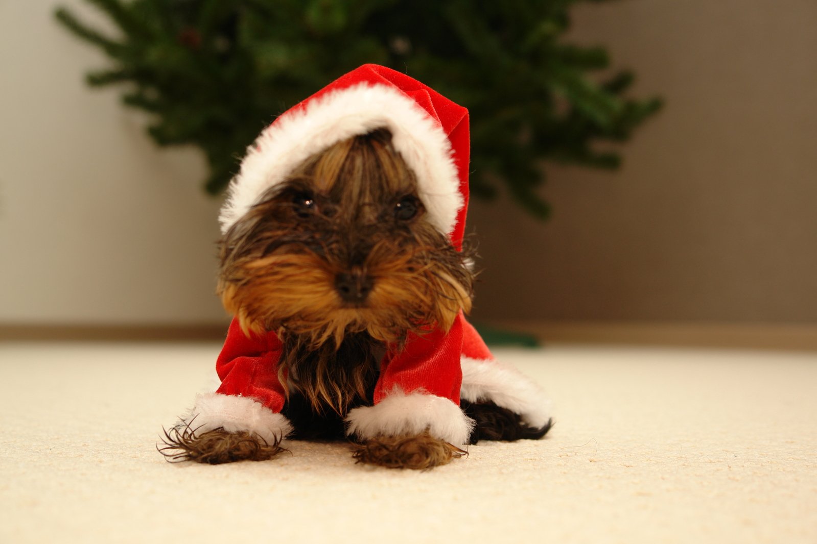 a small brown and black dog wearing a red santa hat