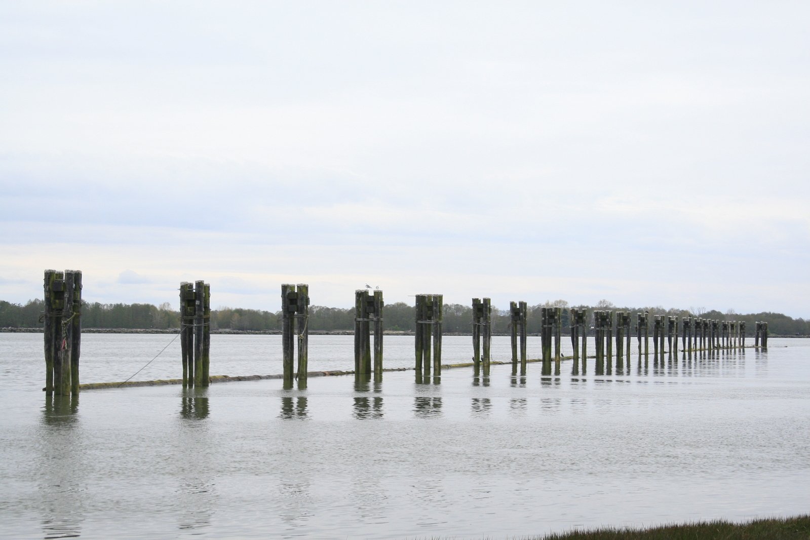 a body of water that has some poles sticking out of it