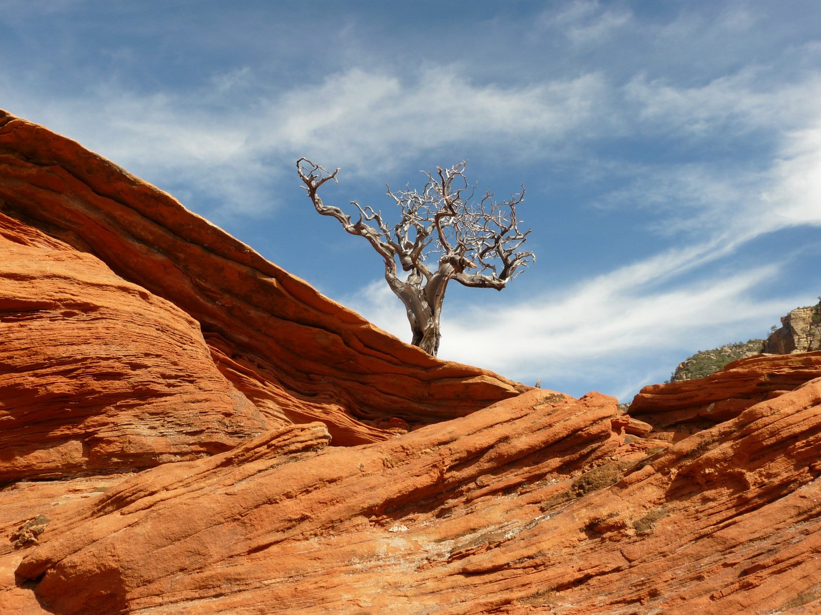 a lone tree stands on a rocky ledge