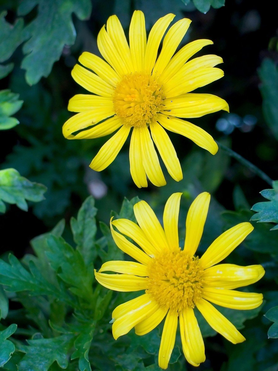 two yellow flowers sitting next to each other on a green background