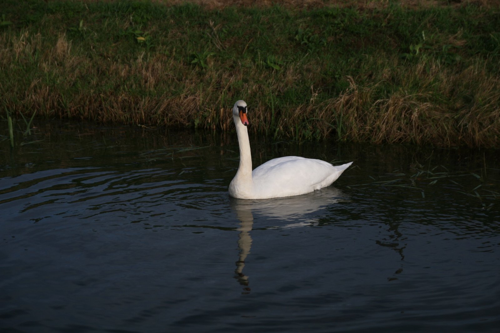 there is a swan that is swimming in the water