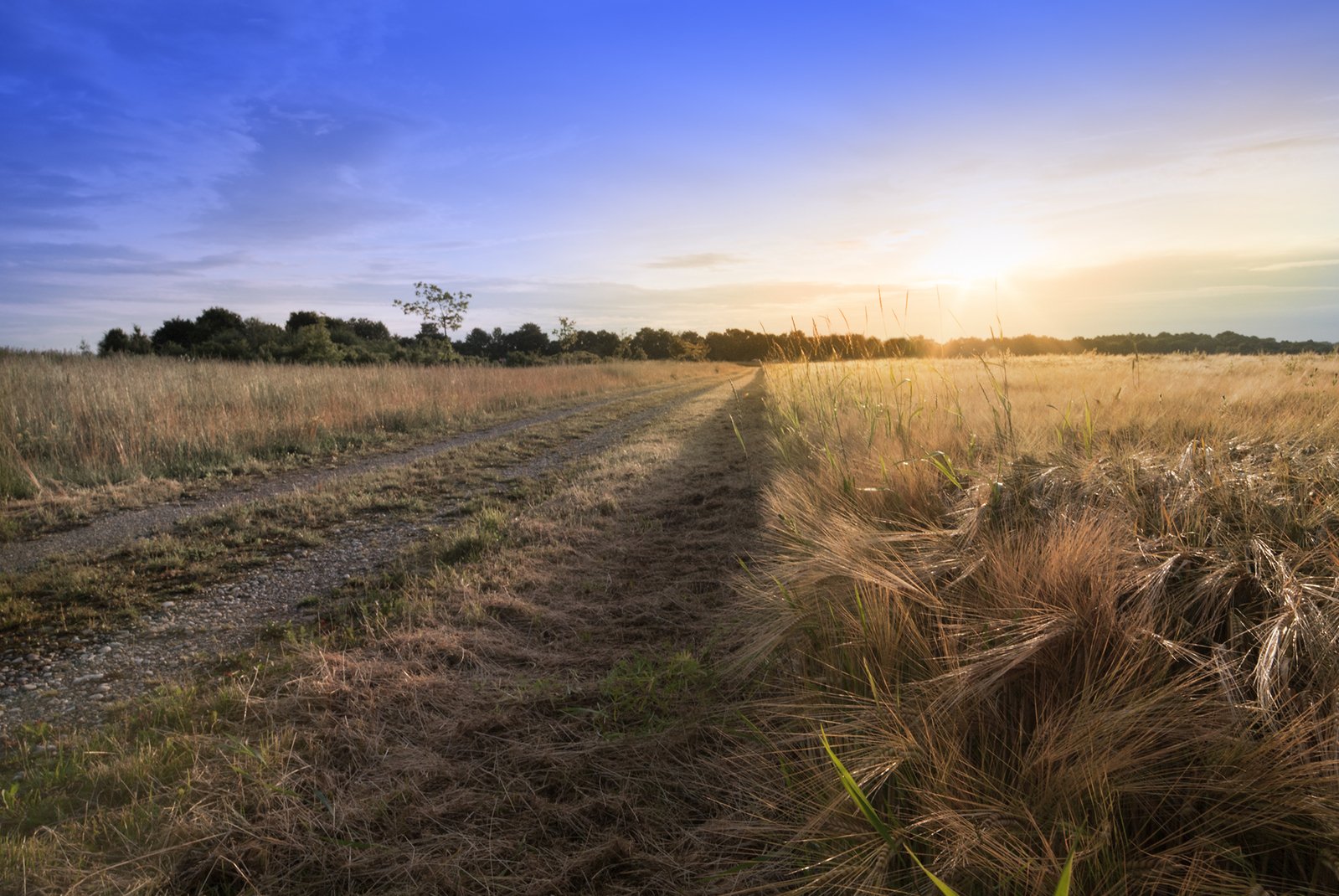 an empty dirt road in a grassy field