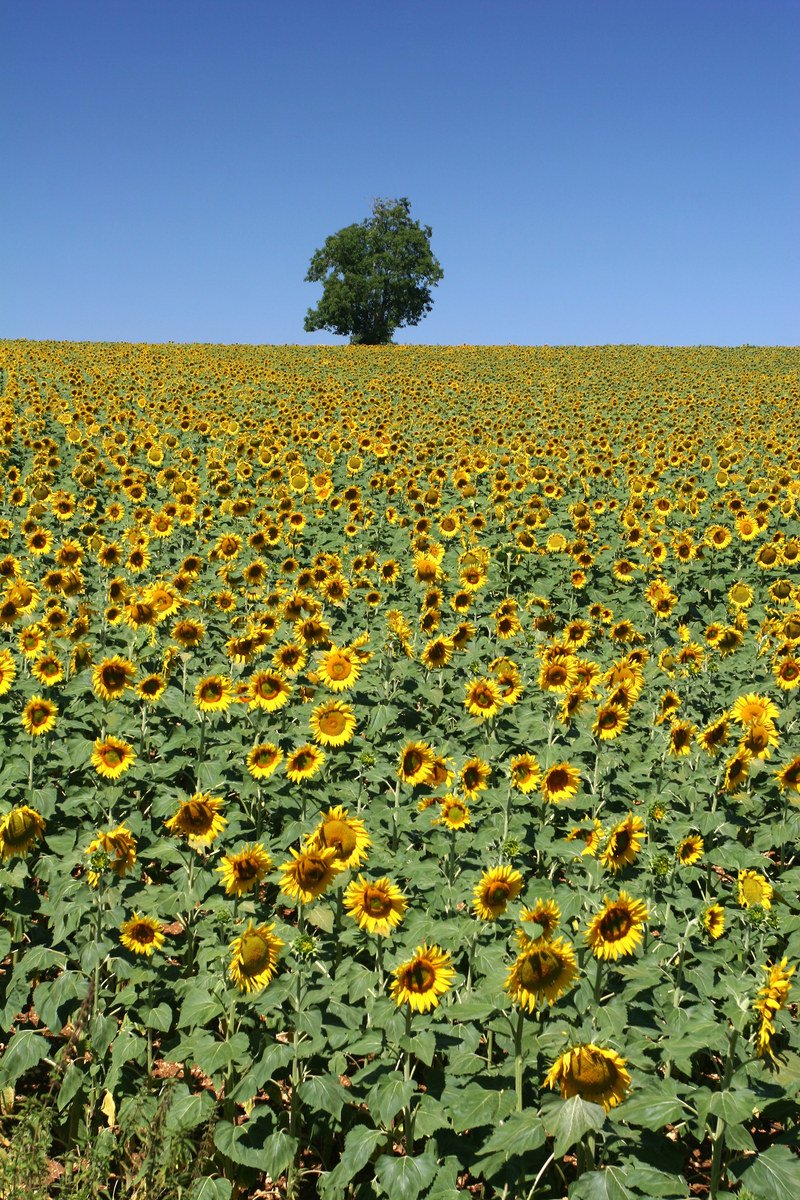 a sunflower field and a lone tree in the background