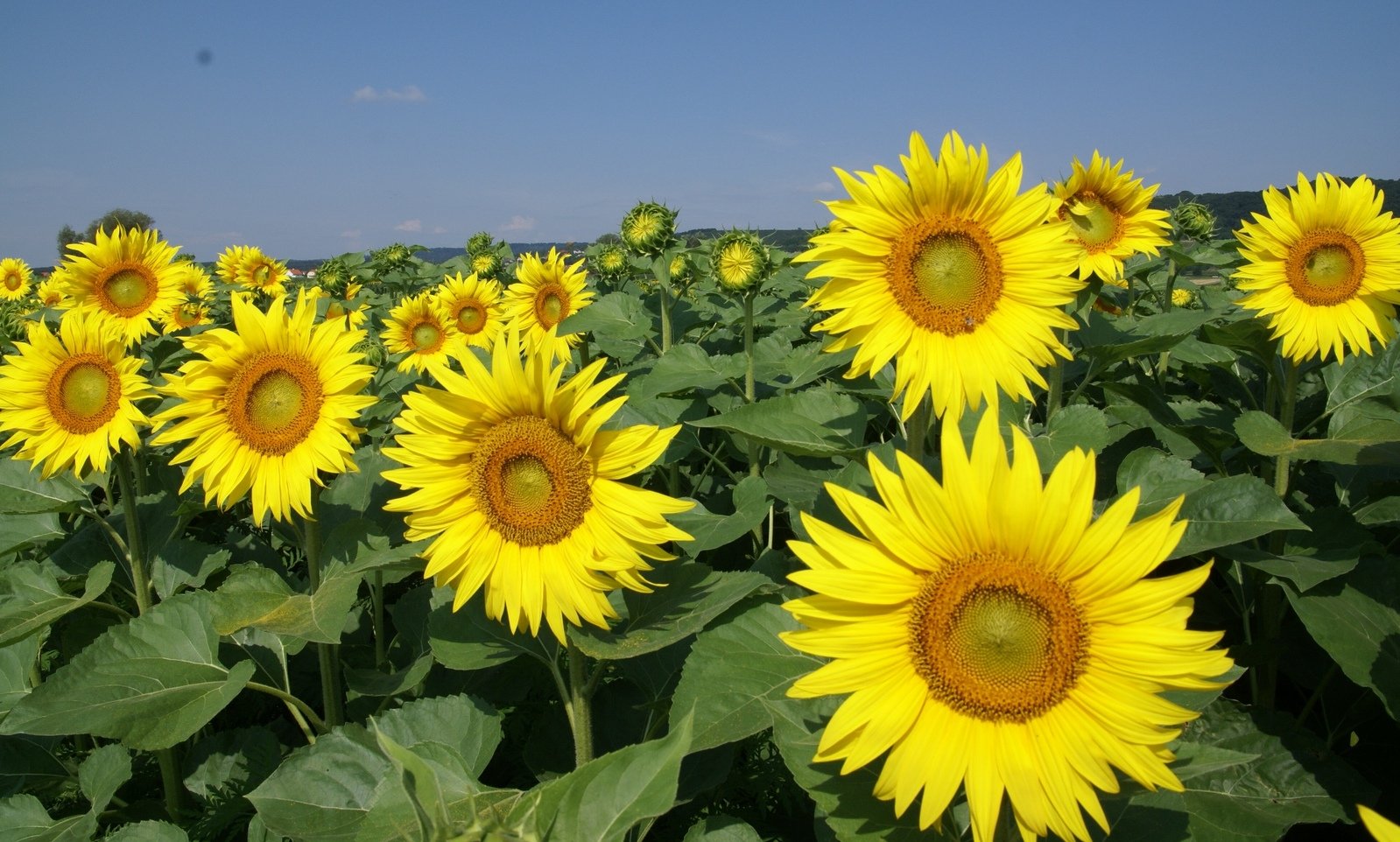 a field of yellow sunflowers standing in the sky