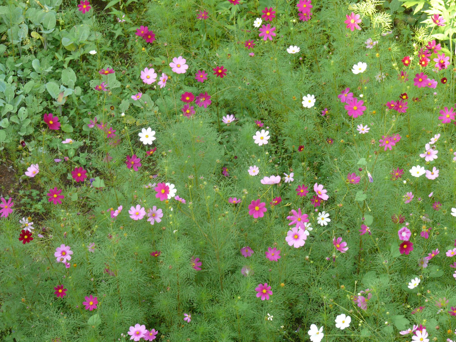 an image of wildflowers in a field with pink and white blooms