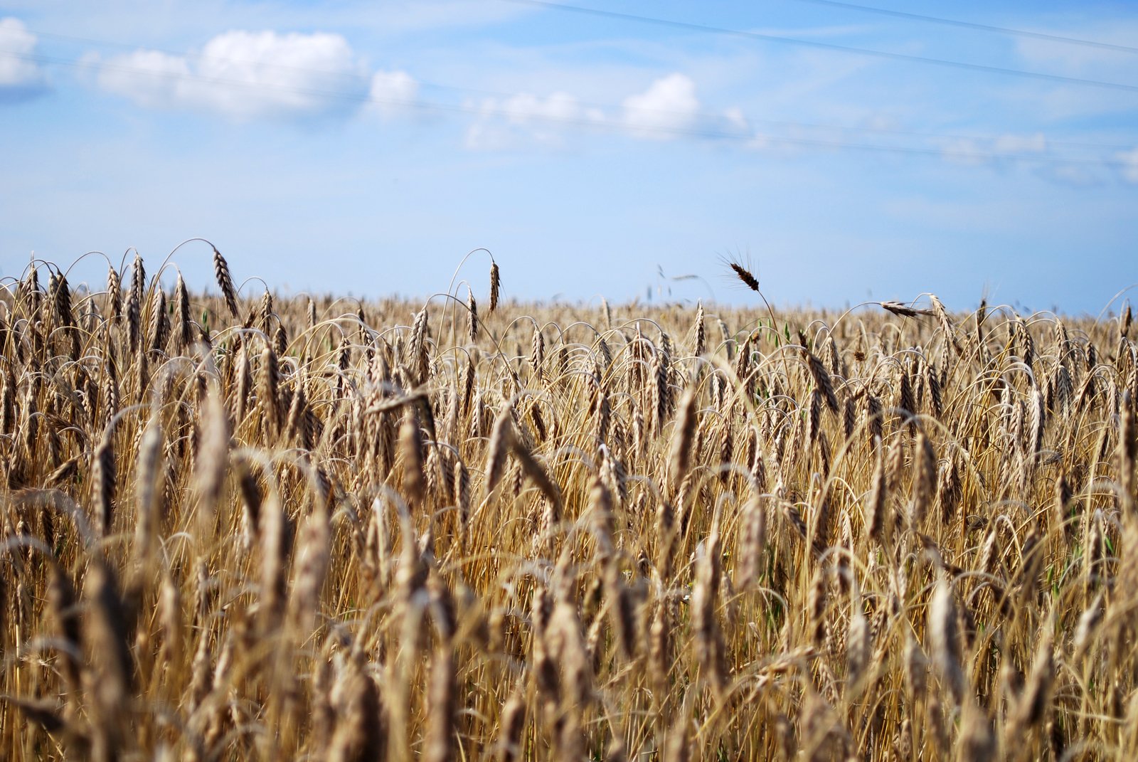 wheat grows on a farm in the middle of a cornfield