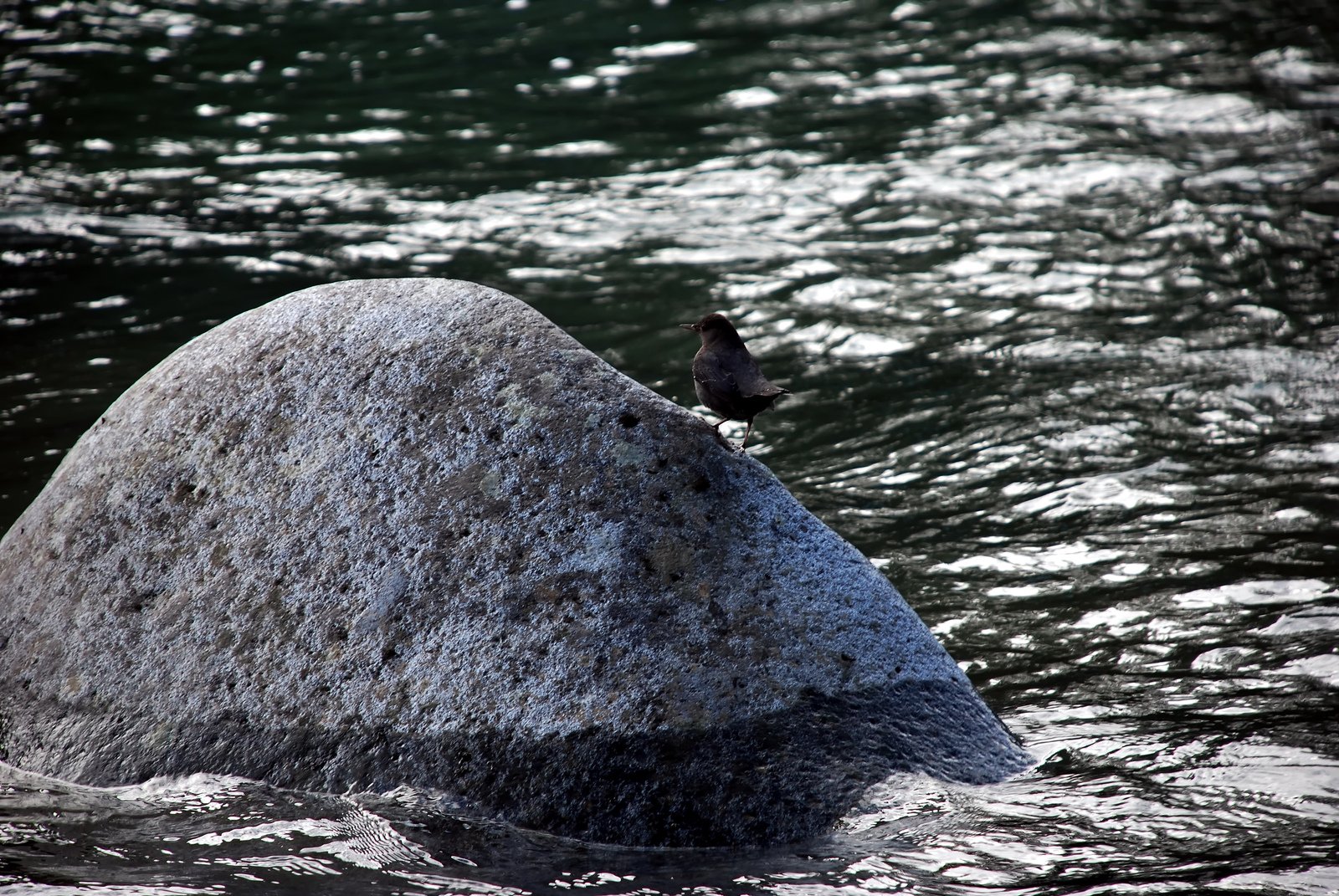 a black and white bird sitting on a rock in the water