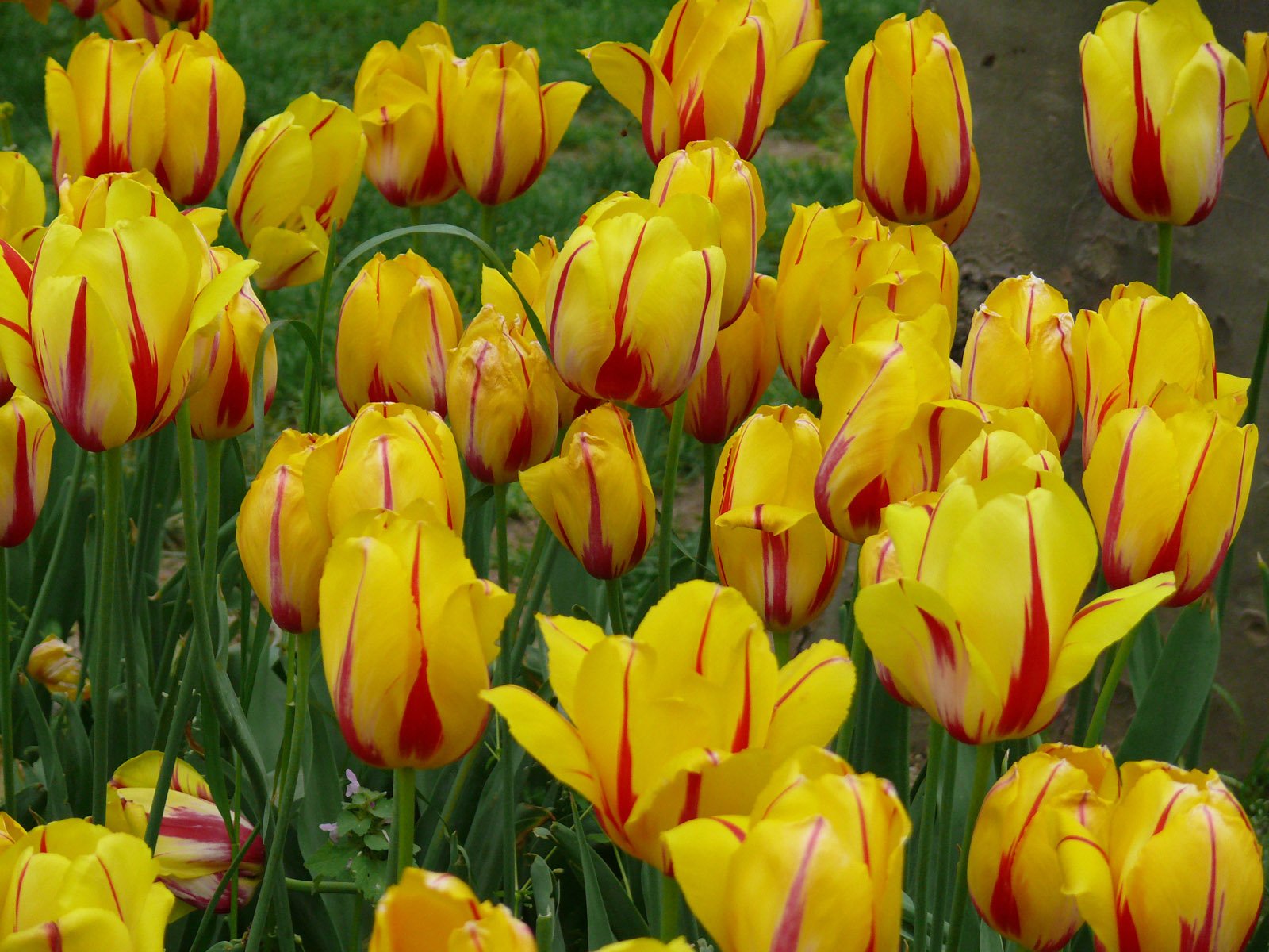 yellow and red striped flowers are shown close to each other