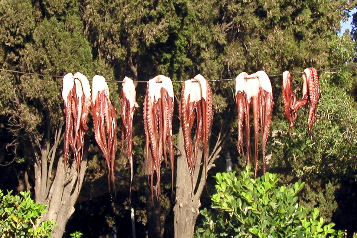 long dead red flower hang over trees