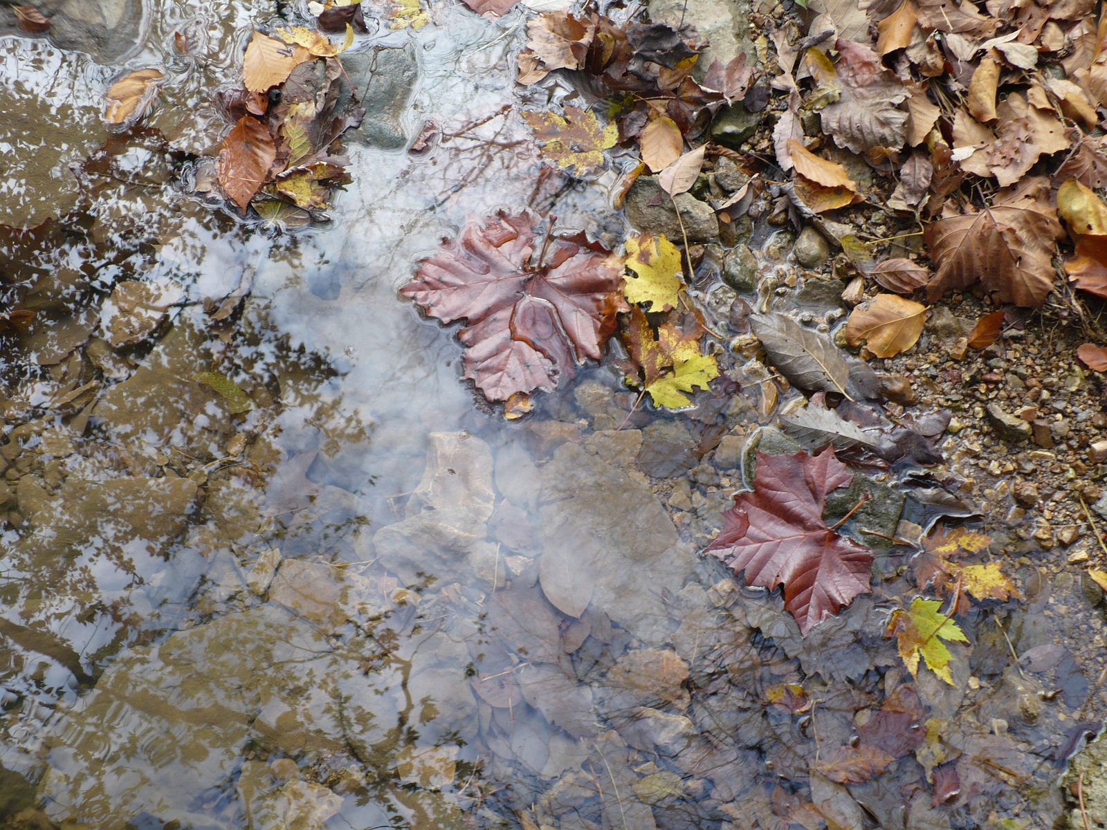 leaves floating in a small stream next to rocks