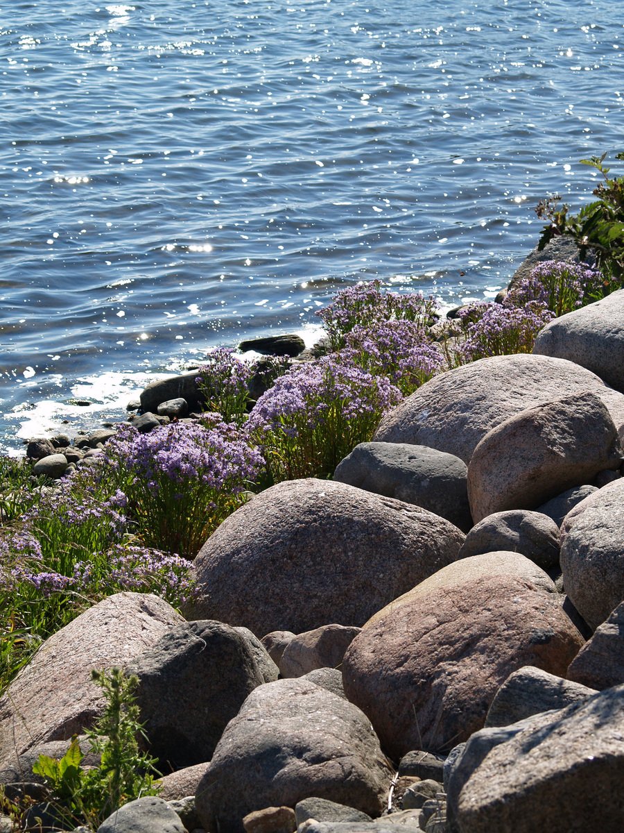 a rocky shoreline line with a group of rocks