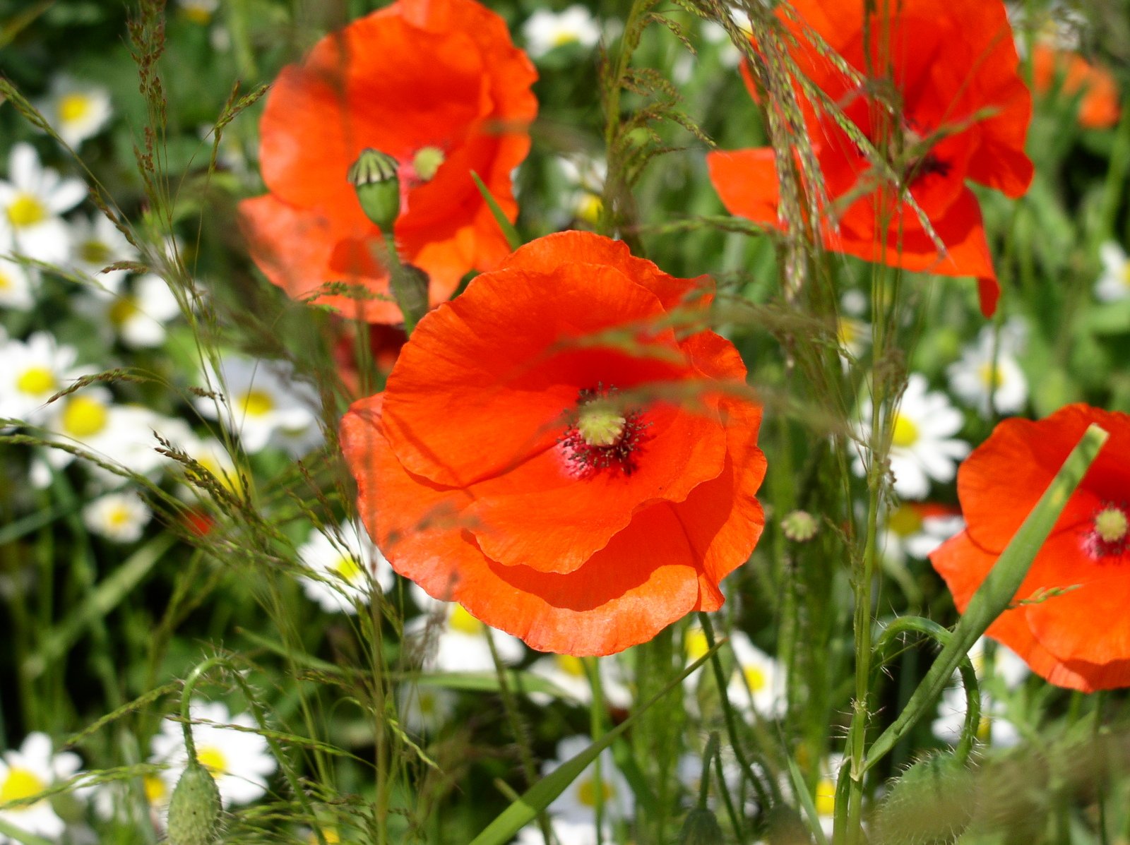 some flowers in a field of wildflowers