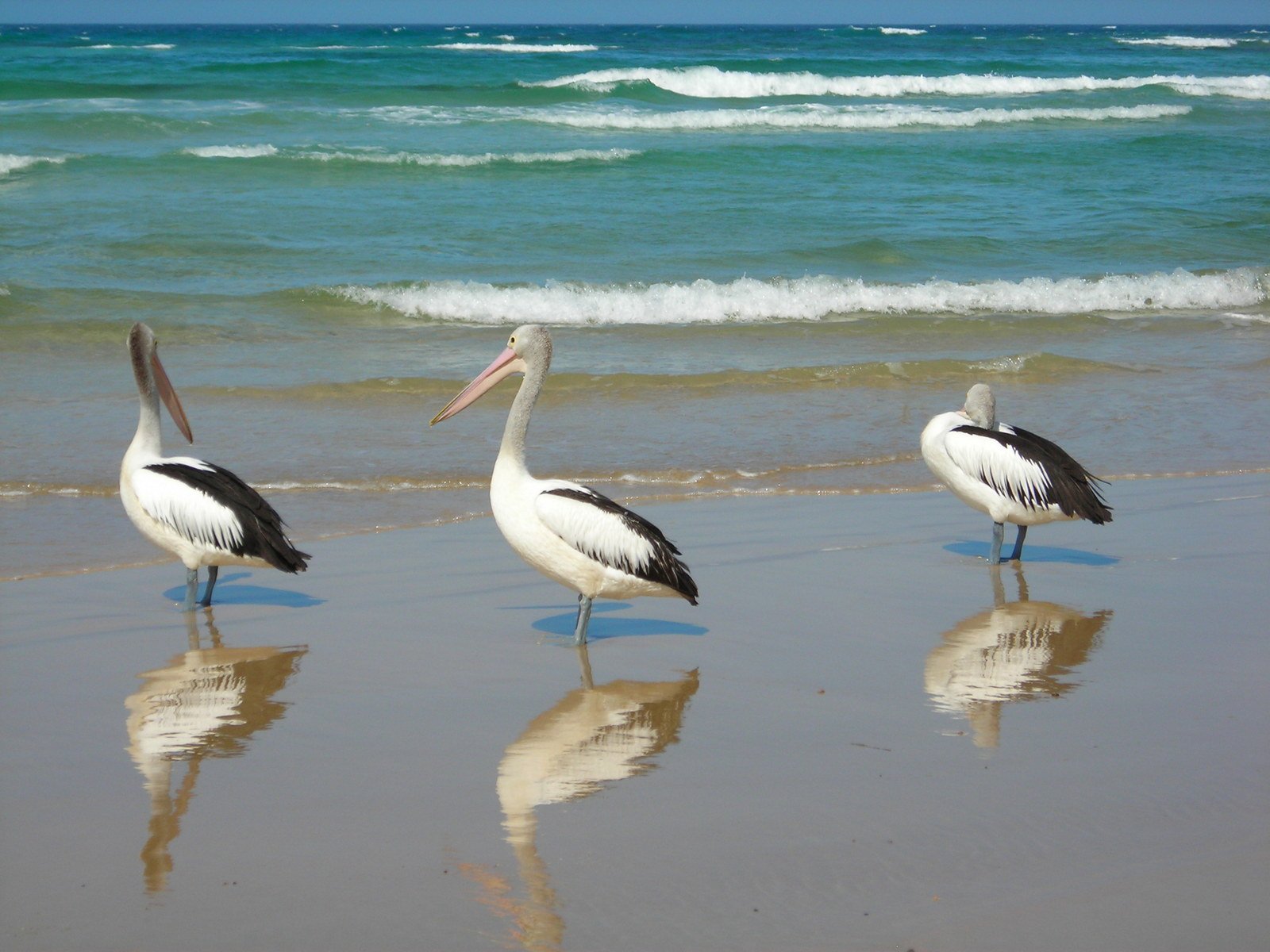 three large birds standing on top of a sandy beach