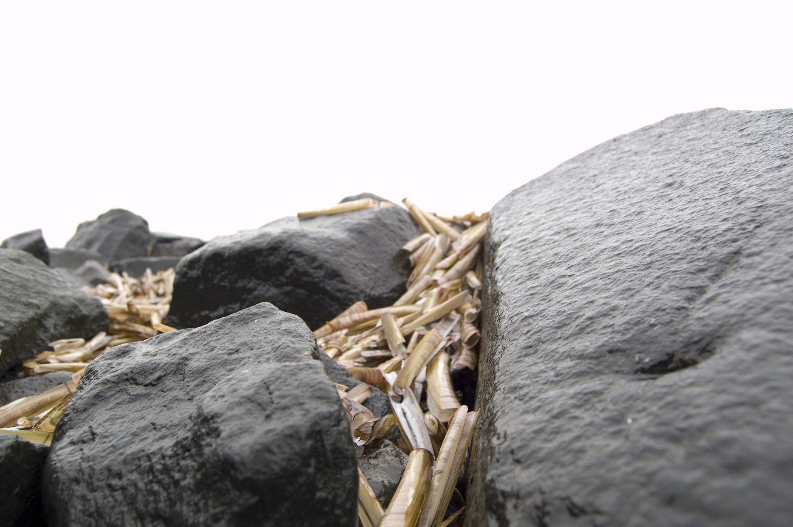 a group of rocks with some type of plant growing through them