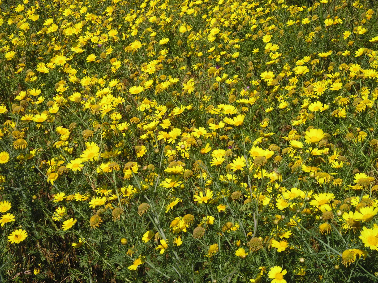 this field has lots of yellow flowers growing