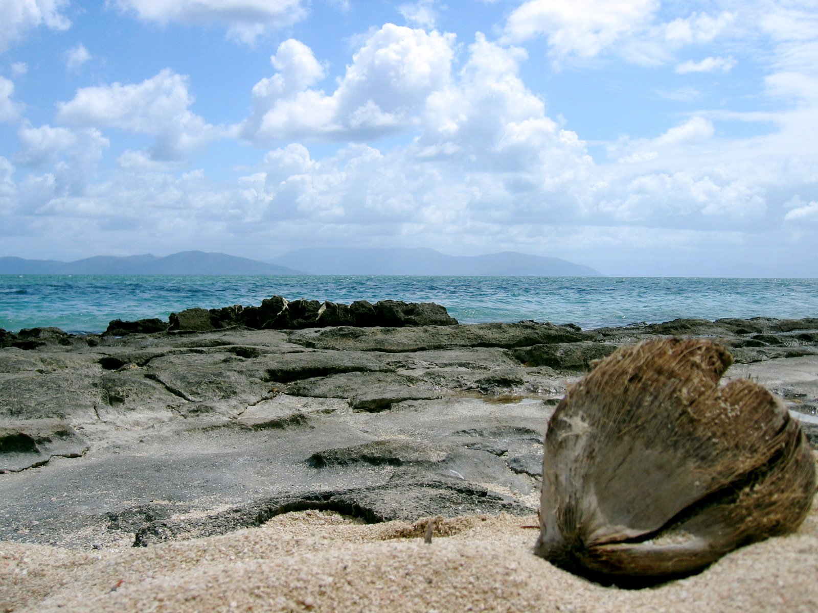 a shell is seen sitting on the beach