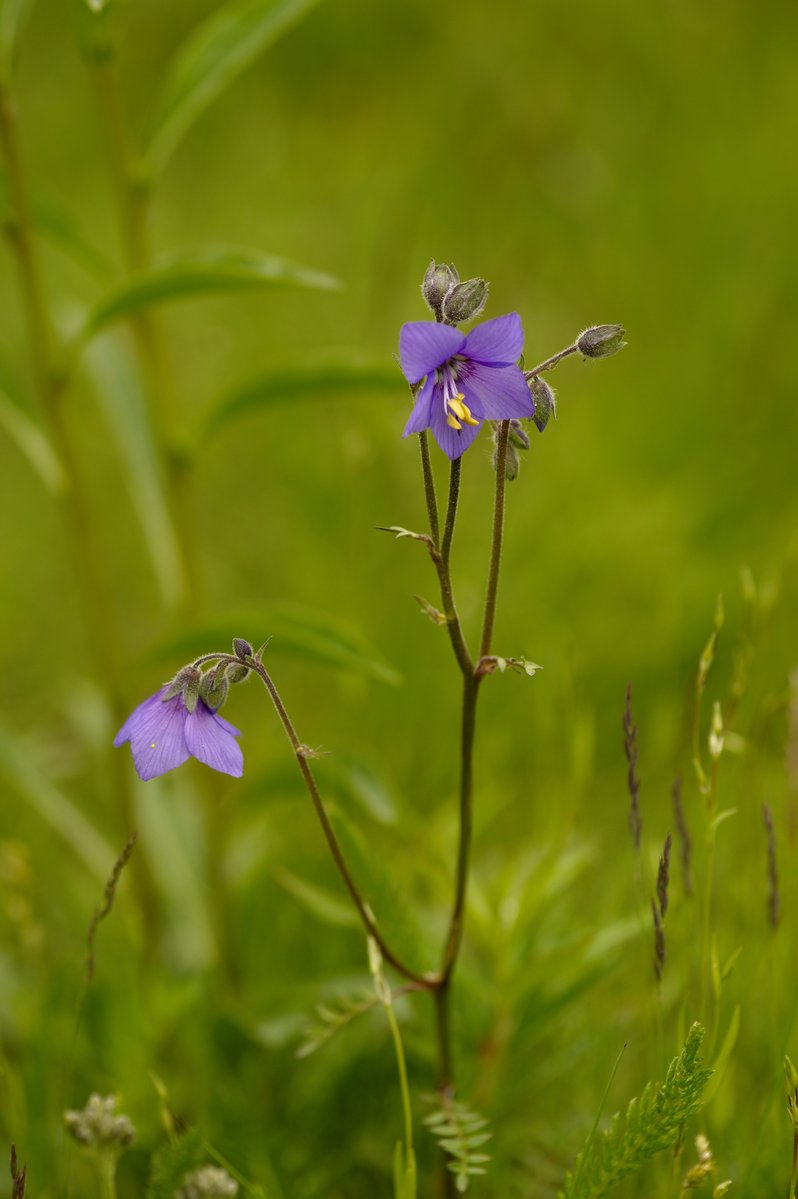 the little blue flowers grow among the thick grass