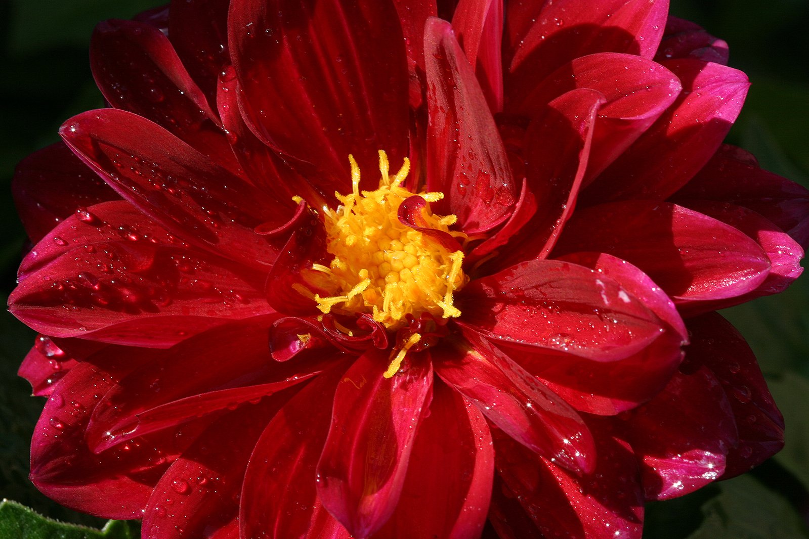 a red and yellow flower with drops of water on it