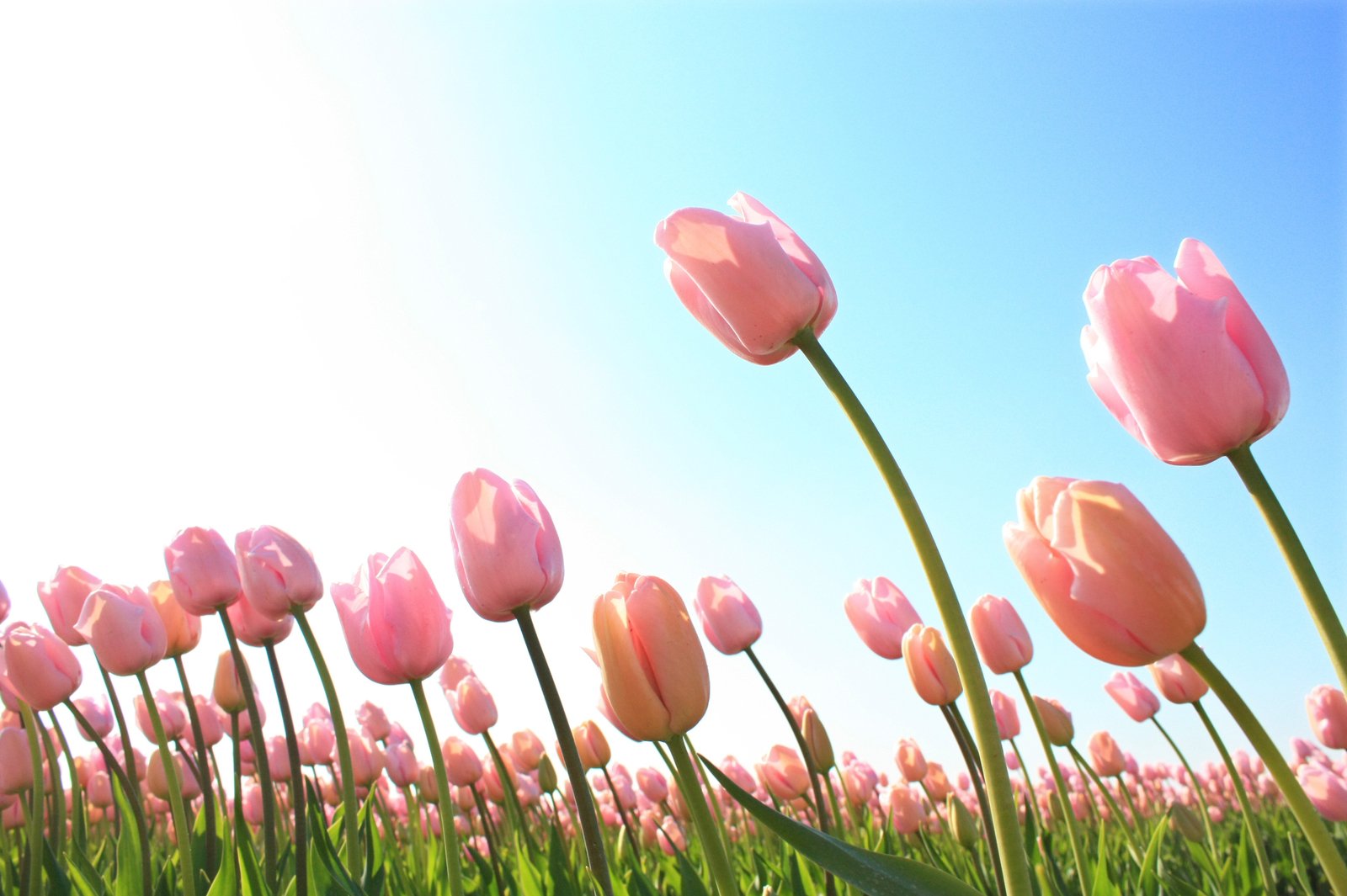 tulips of pink are ready to bloom, while the sun shines in the background