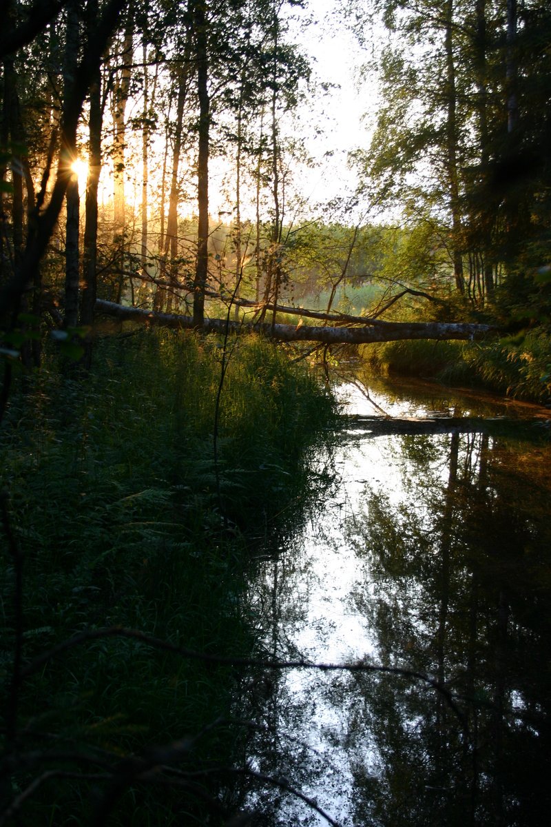 the water is calm and reflecting its reflections