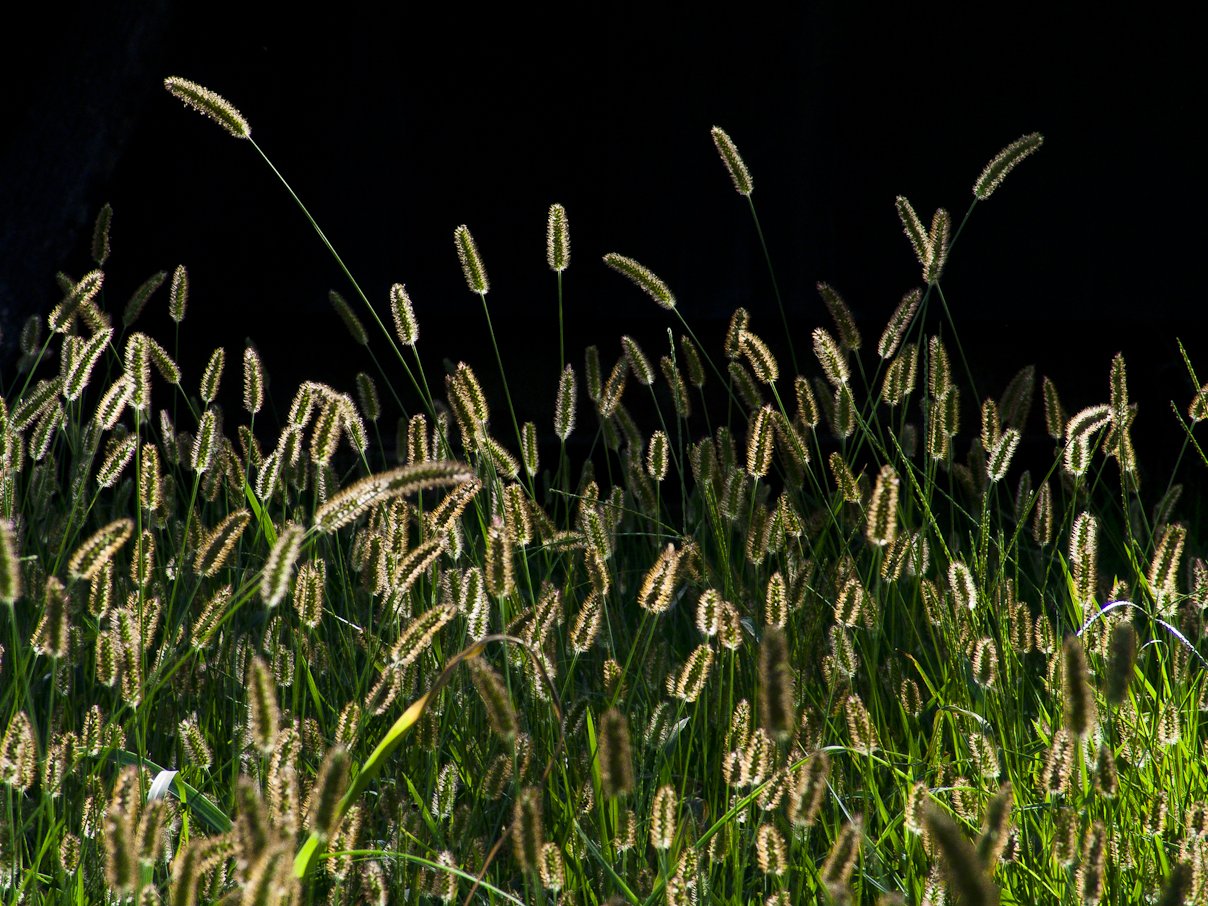 long grass is lit up on a black background