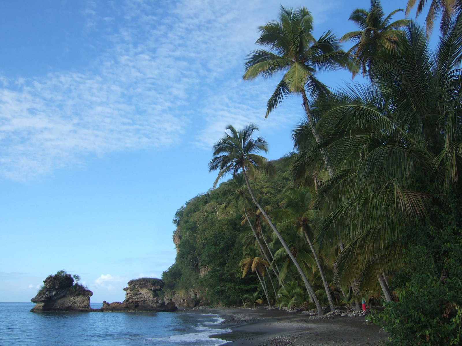 this is palm trees on a beach near the ocean