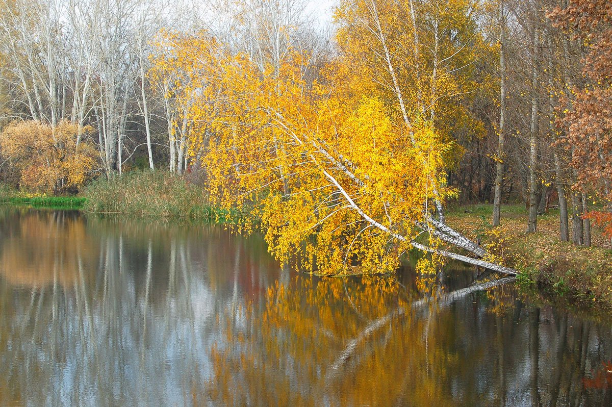 a very beautiful lake with trees with leaves on it