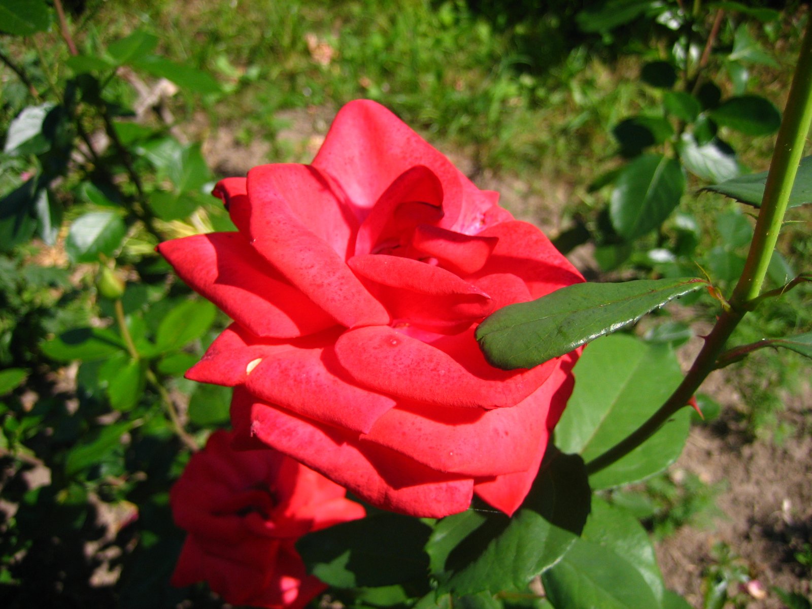 a close up of a red rose in the grass