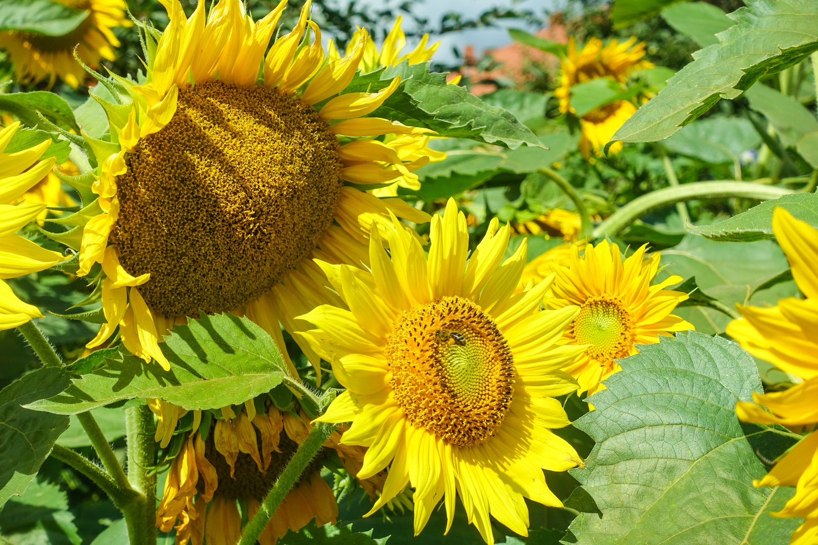 large group of sunflowers in a large field