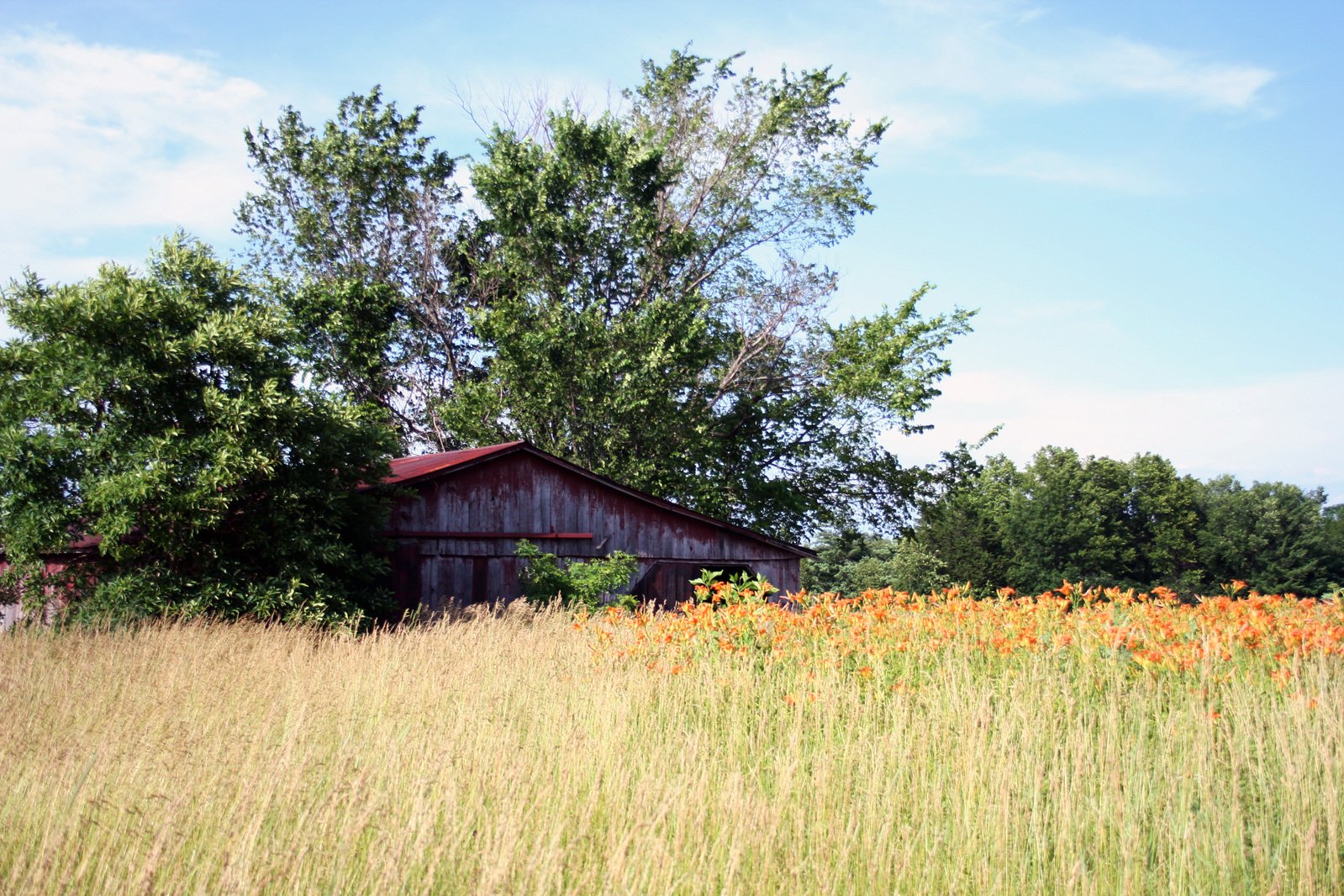 a field full of tall grass and trees