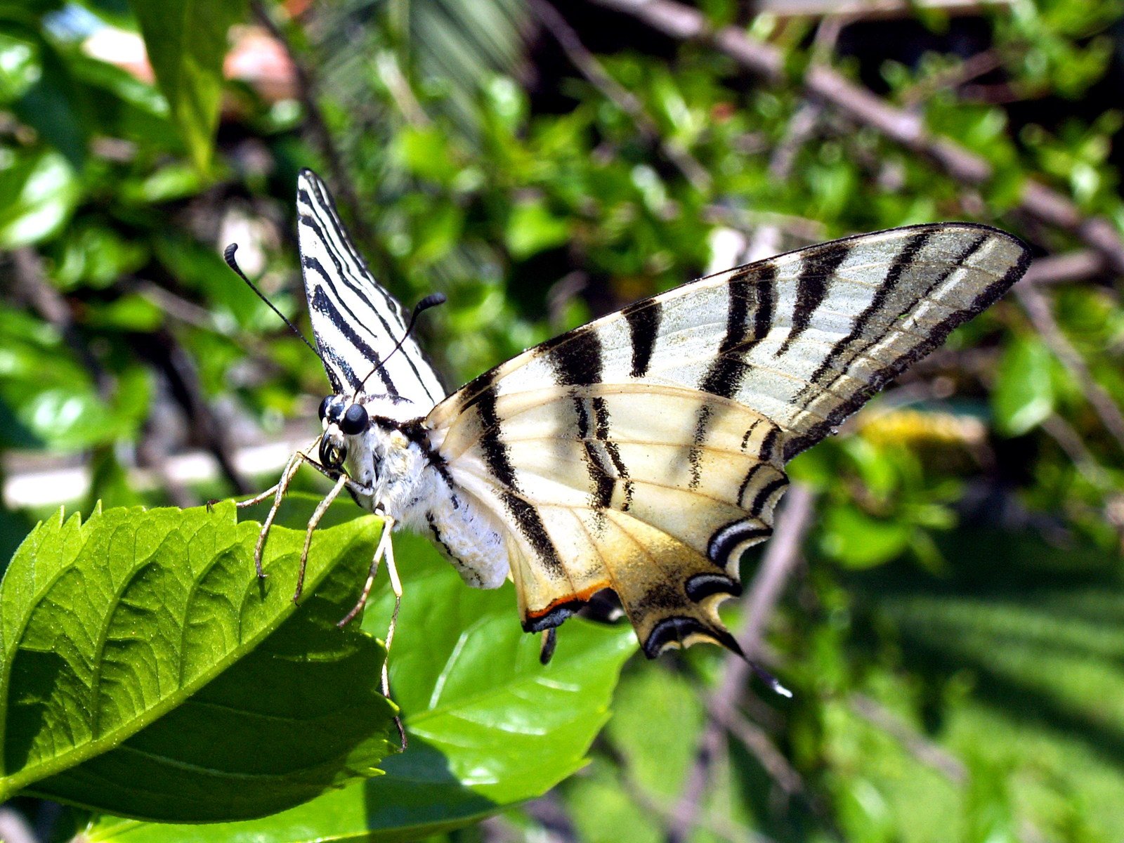 a tiger stripe erfly rests on the leaves of a plant