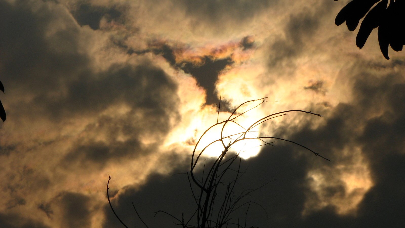 a tree nch is silhouetted against the sun, with cloudy skies