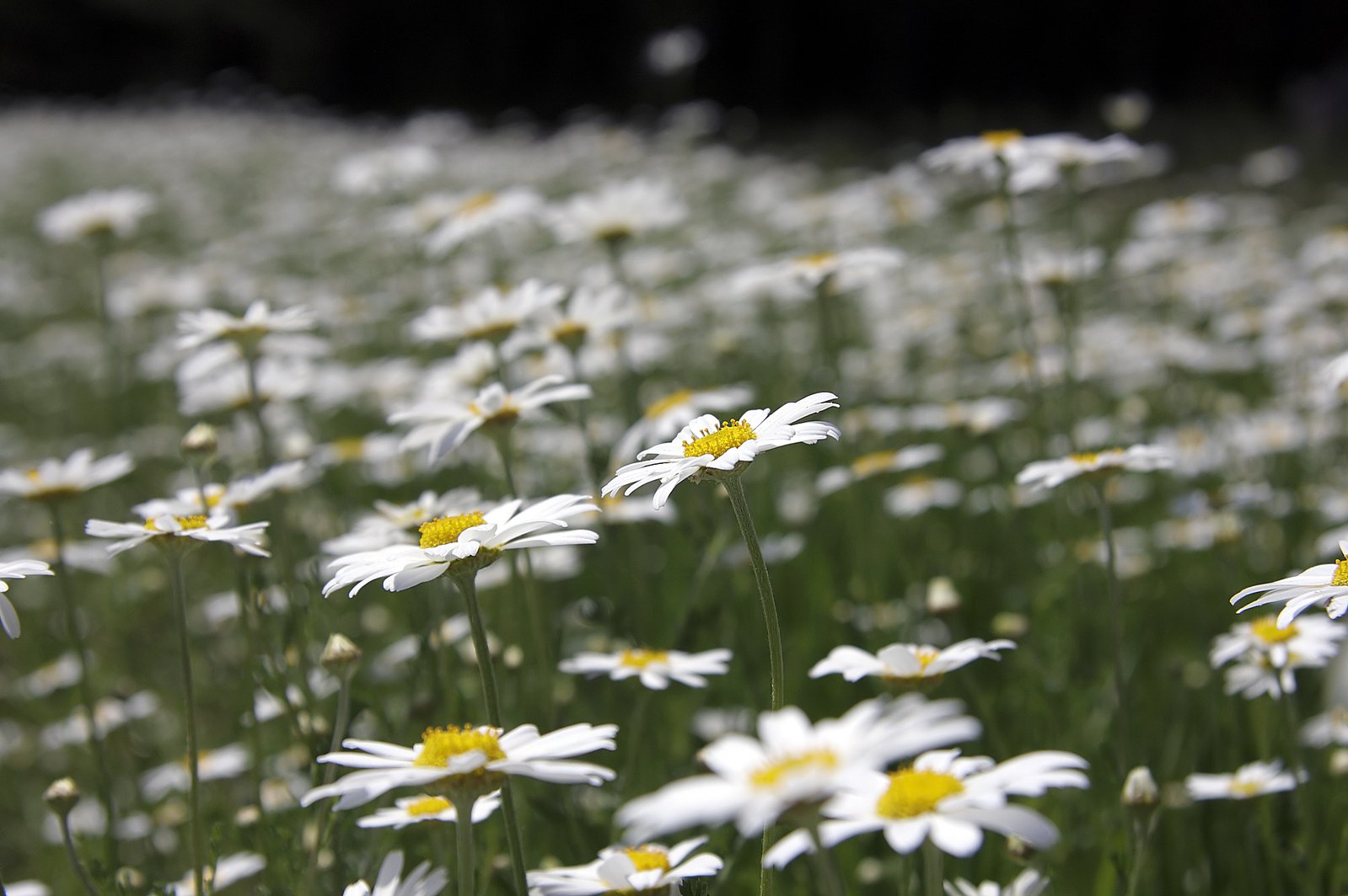 a field of daisies are all bright