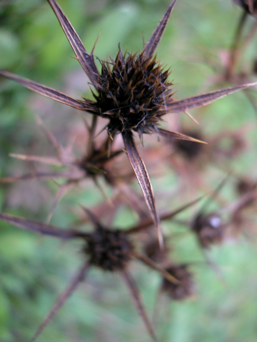 some black spikes on a plant in the wild