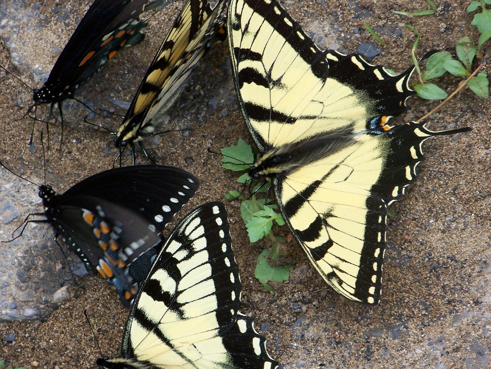some black and yellow erflies are resting on the ground