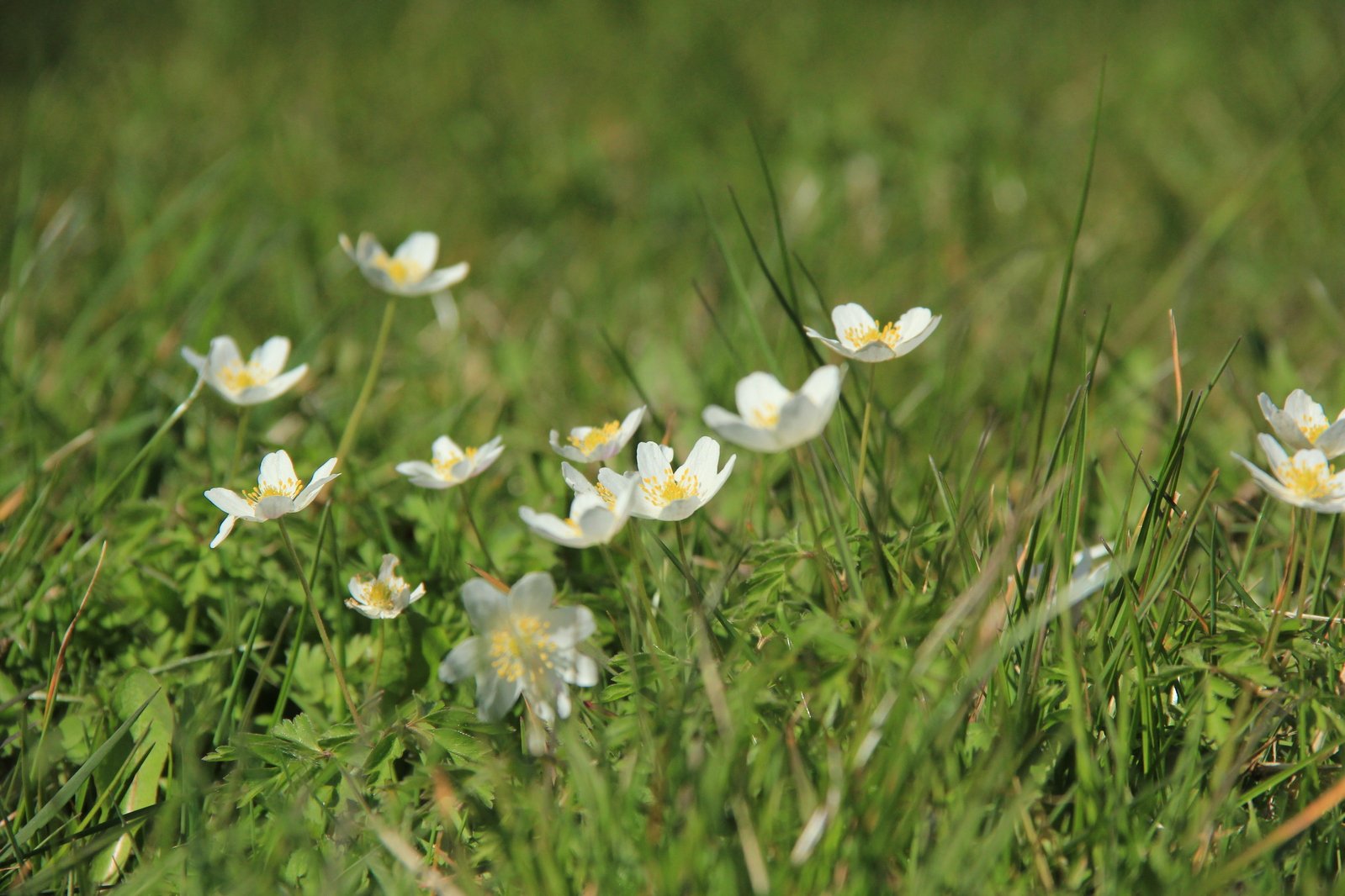 a small group of small white flowers growing in a field