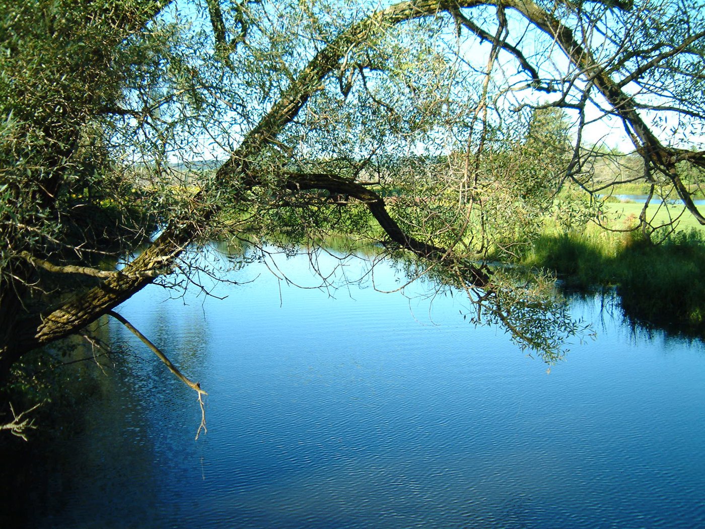 the water is blue and calm near many trees