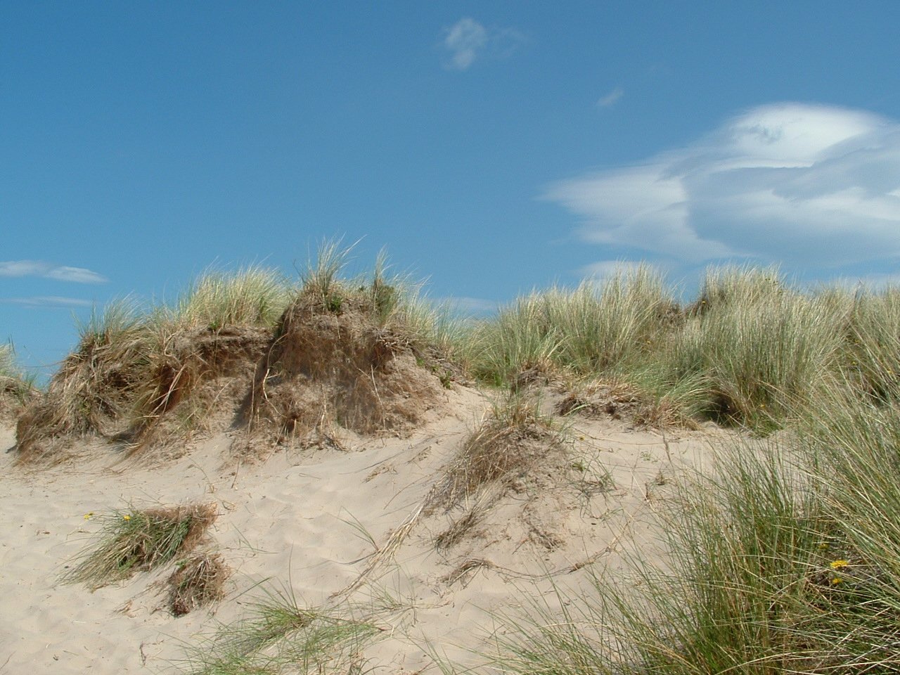 the sand dunes are completely covered in grass
