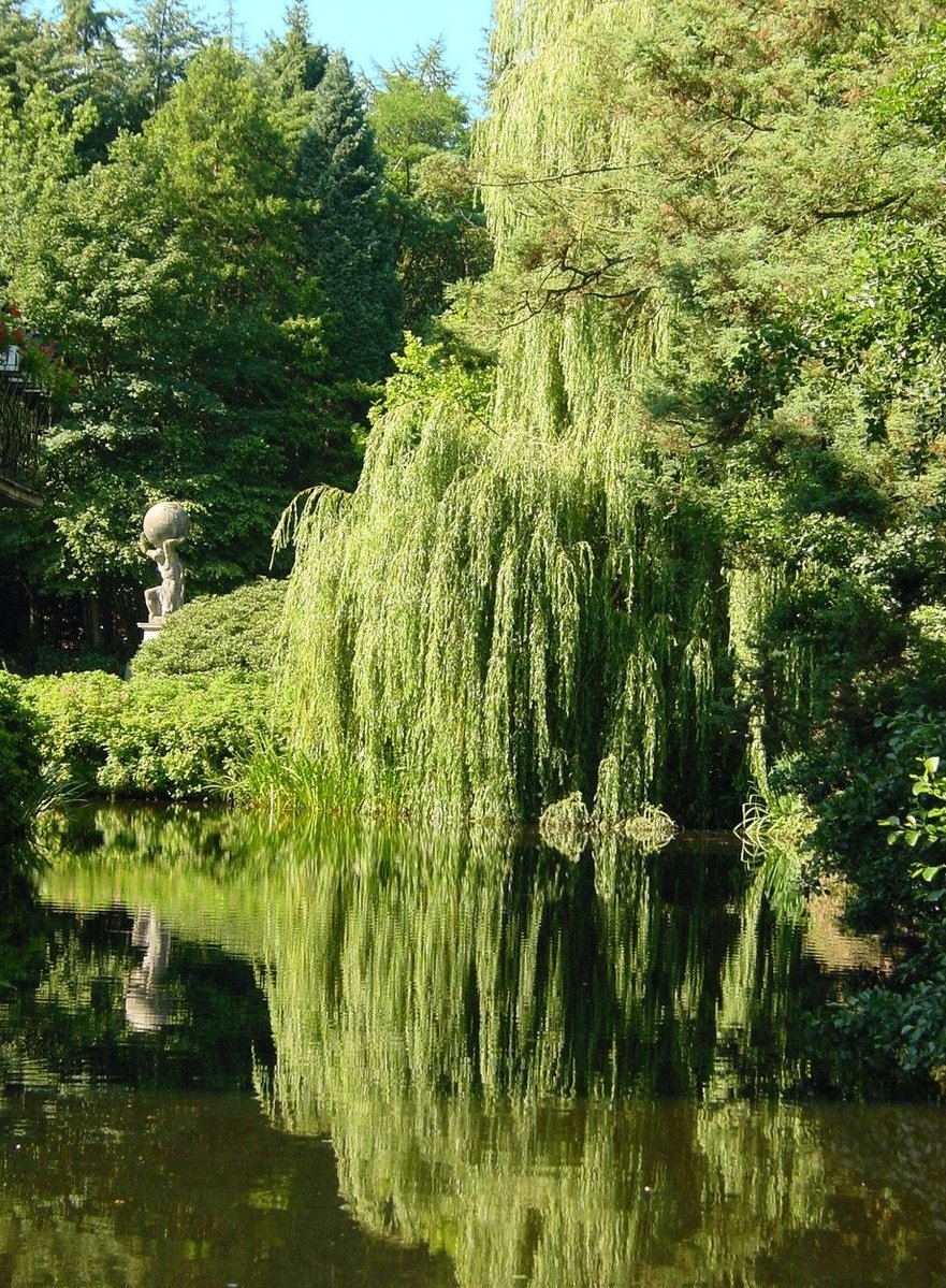 a large tree reflected in the water near some trees