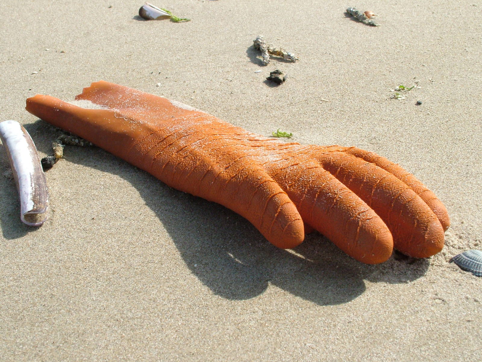 an odd carrot lying on the sand